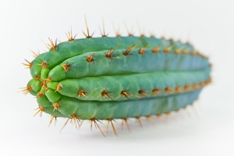 Blue Torch Trichocereus Macrogonu Peruvianus Kolletion 2020