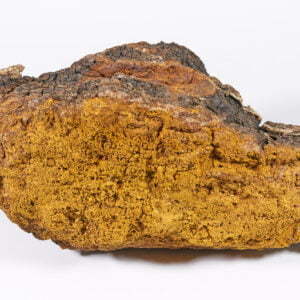 Chaga Inonotus Obliquus Kolletion 2020