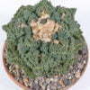 Ariocarpus fisseratus cv Godzilla 01
