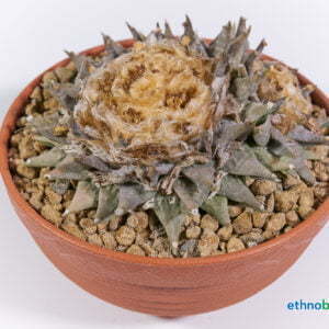 Ariocarpus retusus km 68 01