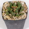Ariocarpus scaphorostrus 01