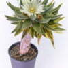 Ariocarpus trigonus variegata 02