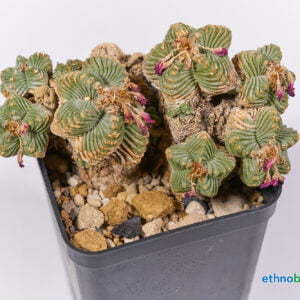Aztekium valdezii 01