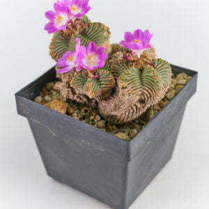 Aztekium valdezii 03