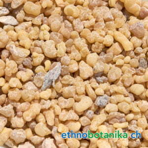 Boswellia carteri Mexiko rohstoff 01