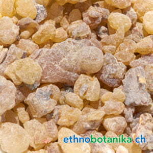 Boswellia carteri jemen rohstoff 01