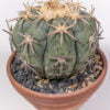 Echinocactus horizothalonius jap cultivar 01