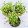 Galium odoratum 02