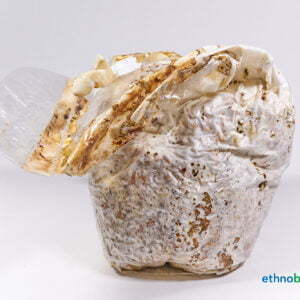 Ganoderma lucidum Erntballen 01