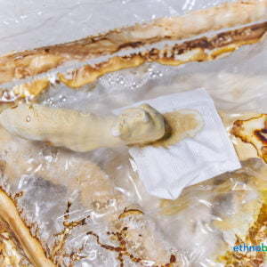 Ganoderma lucidum Erntballen 03