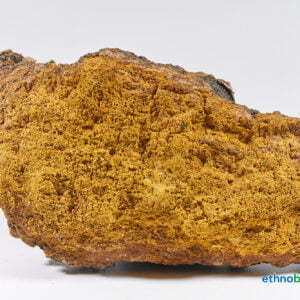 Inonotus obliquus 06