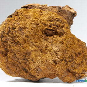 Inonotus obliquus 08