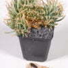 Leuchtenbergia principis cristata 01