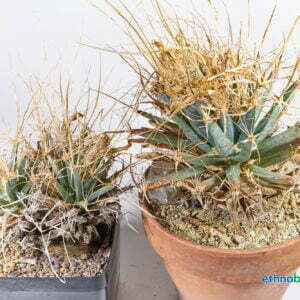 Leuchtenbergia principis 01