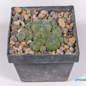 Lophophora caespitosa 02
