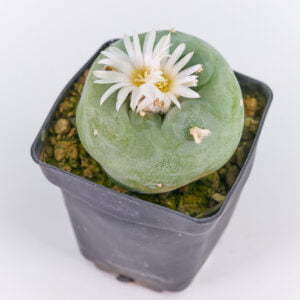 Lophophora diffusa viesca 01