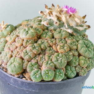 Lophophora jourdaniana 01