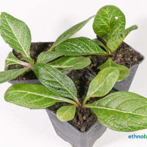 Mandragora officinarum autumnalis 02