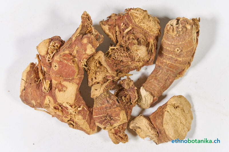 Mandragora officinarum autumnalis 05