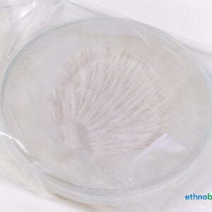 Mycel Petrischale 02