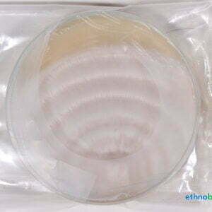 Mycel Petrischale 03