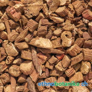 Salvia miltiorrhiza Bunge rohstoff 01