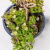 Sceletium tortuosum 05
