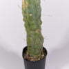 Trichocereus bridgesii melted wax Teneriffa 01