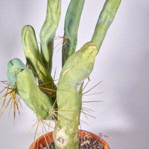 Trichocereus bridgesii var ovalis long form 02
