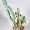 Trichocereus bridgesii var ovalis long form 03