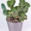Trichocereus peruvianus crest 01