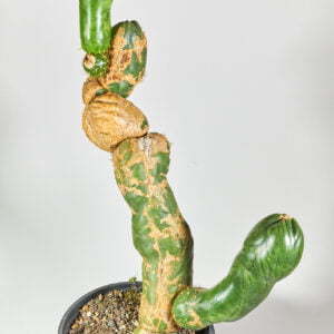 Trichocereus santaensis 01
