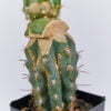 Trichocereus schickendantzii monstuosa 01