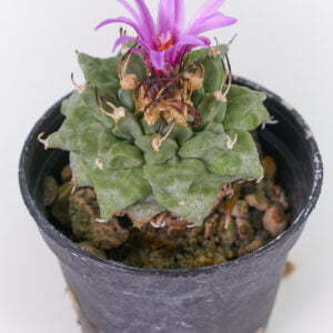 Turbinicarpus alonsoii 02