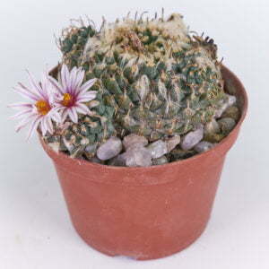 Turbinicarpus panarotoii 01
