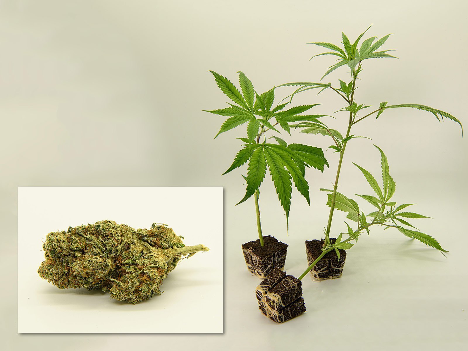 Lemon - Cannabis Steckling 1 Lemon Cannabis Steckling