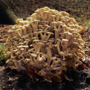 eichhase pulver bio polyporus umbellatus bio pilzpulverkapseln 120 stk 2