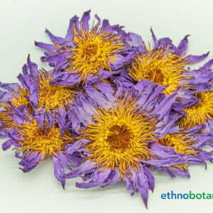 Blauer Lotus Nymphaea caerulea 05