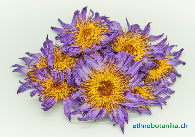 Blauer Lotus Nymphaea caerulea 05