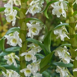 dendrobium nobile orchidaceae ethnobotanika 1