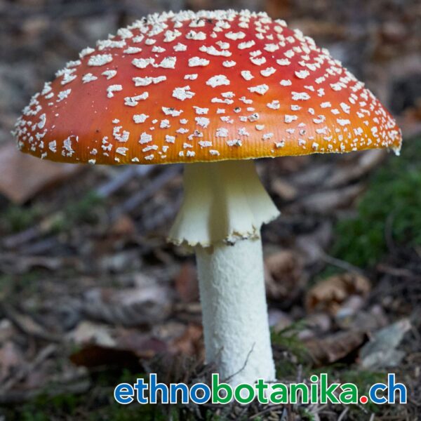 Fliegenpilz Amanita Muscaria 01