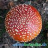 Fliegenpilz Amanita Muscaria 03