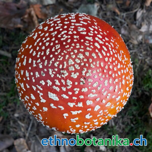 Fliegenpilz Amanita Muscaria 03