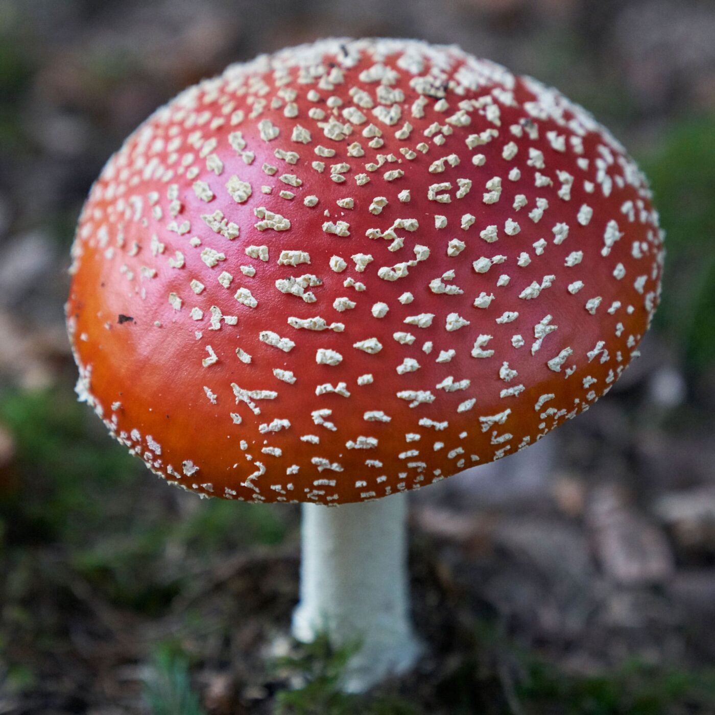Fliegenpilz Amanita Muscaria 02